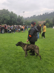 Maître chien à Bouc-Bel-Air
